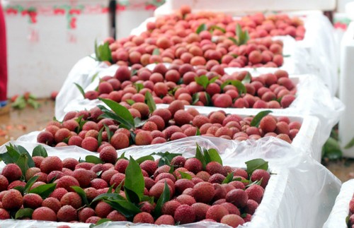 Bac Giang uses trade promotion to boost lychee sales - ảnh 1